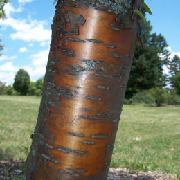 Cherry, Manchurian 'Amber Beauty'